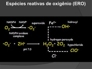Espécies reativas de oxigênio (ERO)
Fe2+
 