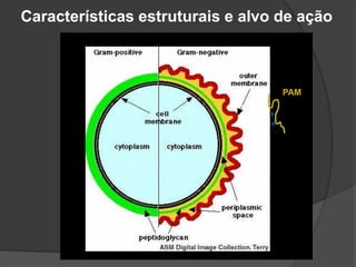 -
-
-
-
-
-
-
-
-
-
-
-
-
-
Características estruturais e alvo de ação
+
+
PAM
 