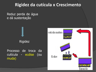 Rigidez da cutícula x Crescimento
Reduz perda de água
e dá sustentação
Rigidez
Processo de troca da
cutícula - ecdise (ou
muda)
 
