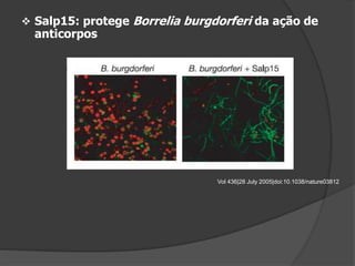  Salp15: protege Borrelia burgdorferi da ação de
anticorpos
Vol 436|28 July 2005|doi:10.1038/nature03812
 