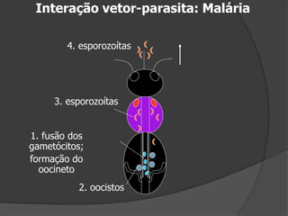 2. oocistos
1. fusão dos
gametócitos;
formação do
oocineto
3. esporozoítas
4. esporozoítas
Interação vetor-parasita: Malária
 