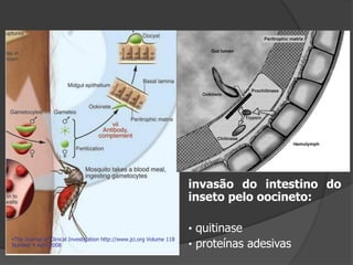 The Journal of Clinical Investigation http://www.jci.org Volume 118
Number 4 April 2008
invasão do intestino do
inseto pelo oocineto:
• quitinase
• proteínas adesivas
 