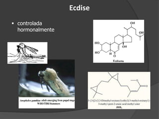  controlada
hormonalmente
Ecdise
 