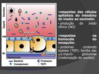 Cellular Microbiology (2005) 7(11), 1539–1545
respostas das células
epiteliais do intestino
do inseto ao oocineto:
• produção de óxido
nítrico (NO)
respostas na
hemocele do
mosquito:
• proteínas contendo
tioéster (TEP): família das
a2-macro- globulinas
(melanização do oocisto)
 