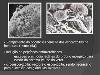  Rompimento do oocisto e liberação dos esporozoítas na
hemocele (hemolinfa):
• indução de peptídeos antimicrobianos
escape: plasmódio lectinas do próprio mosquito para
evadir do sistema imune do vetor
• circunsporozoíta: recobre o esporozoíta, sendo necessário
para a invasão das glândulas salivares
 