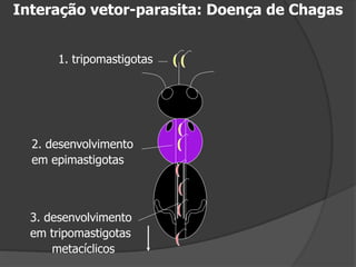 1. tripomastigotas
2. desenvolvimento
em epimastigotas
3. desenvolvimento
em tripomastigotas
metacíclicos
Interação vetor-parasita: Doença de Chagas
 