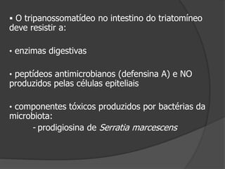  O tripanossomatídeo no intestino do triatomíneo
deve resistir a:
• enzimas digestivas
• peptídeos antimicrobianos (defensina A) e NO
produzidos pelas células epiteliais
• componentes tóxicos produzidos por bactérias da
microbiota:
- prodigiosina de Serratia marcescens
 