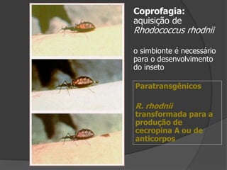 Coprofagia:
aquisição de
Rhodococcus rhodnii
o simbionte é necessário
para o desenvolvimento
do inseto
Paratransgênicos
R. rhodnii
transformada para a
produção de
cecropina A ou de
anticorpos
 