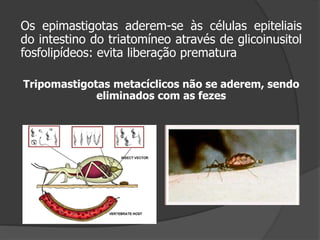 Os epimastigotas aderem-se às células epiteliais
do intestino do triatomíneo através de glicoinusitol
fosfolipídeos: evita liberação prematura
Tripomastigotas metacíclicos não se aderem, sendo
eliminados com as fezes
 