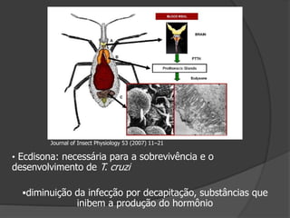 • Ecdisona: necessária para a sobrevivência e o
desenvolvimento de T. cruzi
diminuição da infecção por decapitação, substâncias que
inibem a produção do hormônio
Journal of Insect Physiology 53 (2007) 11–21
 