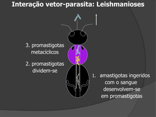 Interação vetor-parasita: Leishmanioses
3. promastigotas
metacíclicos
2. promastigotas
dividem-se
1. amastigotas ingeridos
com o sangue
desenvolvem-se
em promastigotas
 