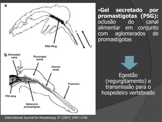 International Journal for Parasitology 37 (2007) 1097–1106
Gel secretado por
promastigotas (PSG):
oclusão do canal
alimentar em conjunto
com aglomerados de
promastigotas
Egestão
(regurgitamento) e
transmissão para o
hospedeiro vertebrado
 