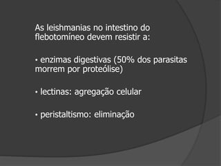 As leishmanias no intestino do
flebotomíneo devem resistir a:
• enzimas digestivas (50% dos parasitas
morrem por proteólise)
• lectinas: agregação celular
• peristaltismo: eliminação
 