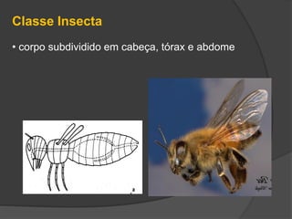 Classe Insecta
• corpo subdividido em cabeça, tórax e abdome
 