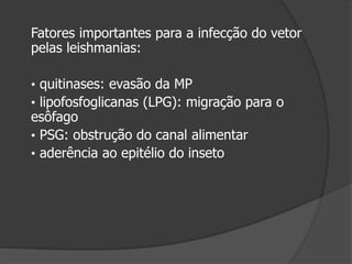 Fatores importantes para a infecção do vetor
pelas leishmanias:
• quitinases: evasão da MP
• lipofosfoglicanas (LPG): migração para o
esôfago
• PSG: obstrução do canal alimentar
• aderência ao epitélio do inseto
 