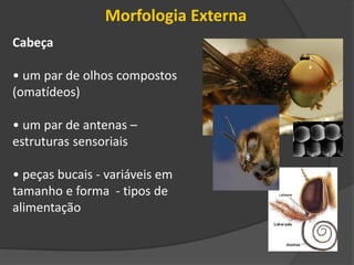 Morfologia Externa
Cabeça
• um par de olhos compostos
(omatídeos)
• um par de antenas –
estruturas sensoriais
• peças bucais - variáveis em
tamanho e forma - tipos de
alimentação
 