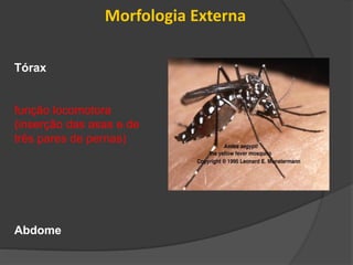 Tórax
função locomotora
(inserção das asas e de
três pares de pernas)
Abdome
Morfologia Externa
 