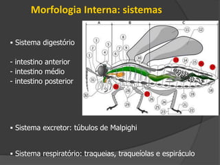  Sistema digestório
- intestino anterior
- intestino médio
- intestino posterior
 Sistema excretor: túbulos de Malpighi
 Sistema respiratório: traqueias, traqueíolas e espiráculo
Morfologia Interna: sistemas
 