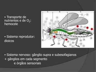  Sistema nervoso: gânglio supra e subesofagianos
+ gânglios em cada segmento
e órgãos sensoriais
 Transporte de
nutrientes e de O2:
hemocele
 Sistema reprodutor:
dioicos
 