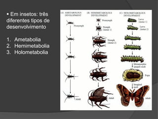  Em insetos: três
diferentes tipos de
desenvolvimento
1. Ametabolia
2. Hemimetabolia
3. Holometabolia
 