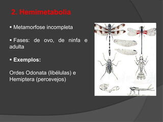 2. Hemimetabolia
 Metamorfose incompleta
 Fases: de ovo, de ninfa e
adulta
 Exemplos:
Ordes Odonata (libélulas) e
Hemiptera (percevejos)
 