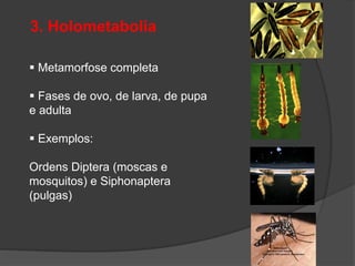 3. Holometabolia
 Metamorfose completa
 Fases de ovo, de larva, de pupa
e adulta
 Exemplos:
Ordens Diptera (moscas e
mosquitos) e Siphonaptera
(pulgas)
 