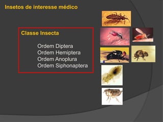 Insetos de interesse médico
Classe Insecta
Ordem Diptera
Ordem Hemiptera
Ordem Anoplura
Ordem Siphonaptera
 
