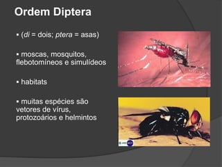 Ordem Diptera
 (di = dois; ptera = asas)
 moscas, mosquitos,
flebotomíneos e simulídeos
 habitats
 muitas espécies são
vetores de vírus,
protozoários e helmintos
 
