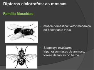  mosca doméstica: vetor mecânico
de bactérias e vírus
 Stomoxys calcitrans:
tripanossomíases de animais,
forese de larvas do berne
Dípteros ciclorrafos: as moscas
Família Muscidae
 