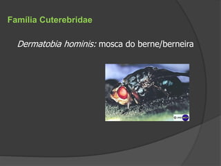 Dermatobia hominis: mosca do berne/berneira
Família Cuterebridae
 