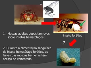 1. Moscas adultas depositam ovos
sobre insetos hematófagos
2. Durante a alimentação sanguínea
do inseto hematófago forético, as
larvas das moscas berneiras têm
acesso ao vertebrado
inseto forético
1
2
 