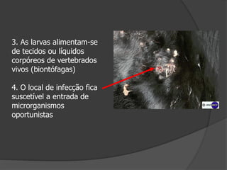 3. As larvas alimentam-se
de tecidos ou líquidos
corpóreos de vertebrados
vivos (biontófagas)
4. O local de infecção fica
suscetível a entrada de
microrganismos
oportunistas
 