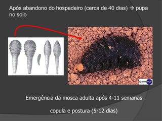 Após abandono do hospedeiro (cerca de 40 dias)  pupa
no solo
Emergência da mosca adulta após 4-11 semanas
copula e postura (5-12 dias)
 
