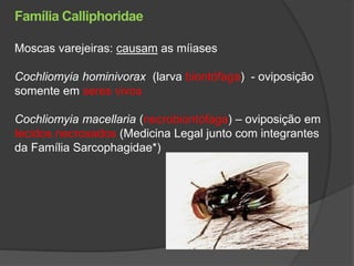 Moscas varejeiras: causam as míiases
Cochliomyia hominivorax (larva biontófaga) - oviposição
somente em seres vivos
Cochliomyia macellaria (necrobiontófaga) – oviposição em
tecidos necrosados (Medicina Legal junto com integrantes
da Família Sarcophagidae*)
Família Calliphoridae
 