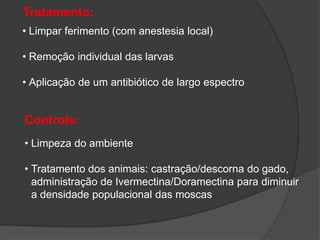 Tratamento:
• Limpar ferimento (com anestesia local)
• Remoção individual das larvas
• Aplicação de um antibiótico de largo espectro
Controle:
• Limpeza do ambiente
• Tratamento dos animais: castração/descorna do gado,
administração de Ivermectina/Doramectina para diminuir
a densidade populacional das moscas
 