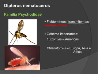 Lutzomyia – Américas
Phlebotomus – Europa, Ásia e
África
 Flebtomíneos: transmitem as
leishmanioses
 Gêneros importantes:
Família Psychodidae
Dípteros nematóceros
 