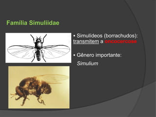Simulium
 Simulídeos (borrachudos):
transmitem a oncocercose
 Gênero importante:
Família Simuliidae
 