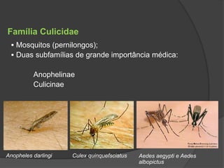  Mosquitos (pernilongos);
 Duas subfamílias de grande importância médica:
Anophelinae
Culicinae
Anopheles darlingi Culex quinquefsciatus Aedes aegypti e Aedes
albopictus
Família Culicidae
 