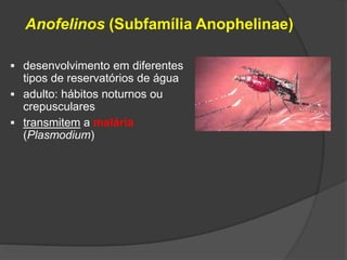 Anofelinos (Subfamília Anophelinae)
 desenvolvimento em diferentes
tipos de reservatórios de água
 adulto: hábitos noturnos ou
crepusculares
 transmitem a malária
(Plasmodium)
 