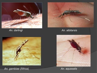 An. darlingi An. albitarsis
An. gambiae (África) An. aquasalis
 