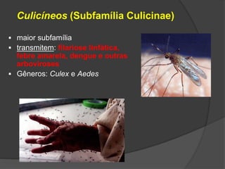 Culicíneos (Subfamília Culicinae)
 maior subfamília
 transmitem: filariose linfática,
febre amarela, dengue e outras
arboviroses
 Gêneros: Culex e Aedes
 