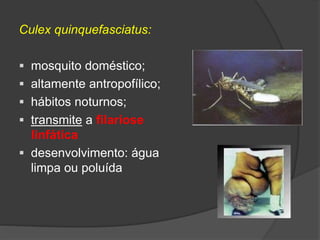 Culex quinquefasciatus:
 mosquito doméstico;
 altamente antropofílico;
 hábitos noturnos;
 transmite a filariose
linfática
 desenvolvimento: água
limpa ou poluída
 
