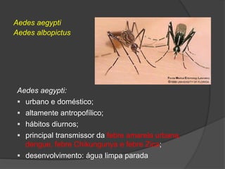 Aedes aegypti:
 urbano e doméstico;
 altamente antropofílico;
 hábitos diurnos;
 principal transmissor da febre amarela urbana,
dengue, febre Chikungunya e febre Zica;
 desenvolvimento: água limpa parada
Aedes aegypti
Aedes albopictus
 