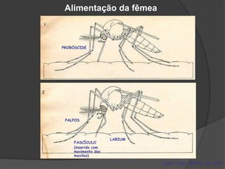 Scient. Amer., 218:112-120, 1978
Alimentação da fêmea
PROBÓSCIDE
PALPOS
LABIUM
FASCÍCULO
(inserido com
movimento das
maxilas)
 
