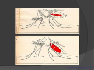 Scient. Amer., 218:112-120, 1978
 