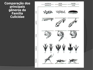 Comparação dos
principais
gêneros da
Família
Culicidae
 