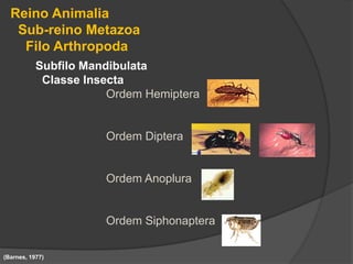 Subfilo Mandibulata
Classe Insecta
Ordem Hemiptera
Ordem Diptera
Ordem Anoplura
Ordem Siphonaptera
Reino Animalia
Sub-reino Metazoa
Filo Arthropoda
(Barnes, 1977)
 