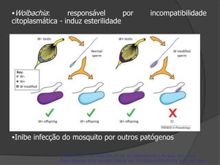 Wolbachia: responsável por incompatibilidade
citoplasmática - induz esterilidade
Inibe infecção do mosquito por outros patógenos
EMBO Rep. 2011 Jun;12(6):508-18. doi: 10.1038/embor.2011.84. Epub 2011 May 6.
Trends Parasitol. 2013 Aug;29(8):385-93. doi: 10.1016/j.pt.2013.06.003. Epub 2013 Jul 8
 