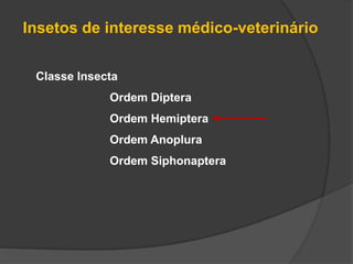 Classe Insecta
Ordem Diptera
Ordem Hemiptera
Ordem Anoplura
Ordem Siphonaptera
Insetos de interesse médico-veterinário
 