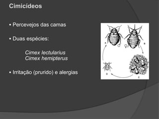 Cimicídeos
 Percevejos das camas
 Duas espécies:
Cimex lectularius
Cimex hemipterus
 Irritação (prurido) e alergias
 